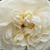 Bela - Alba vrtnice - Madame Plantier
